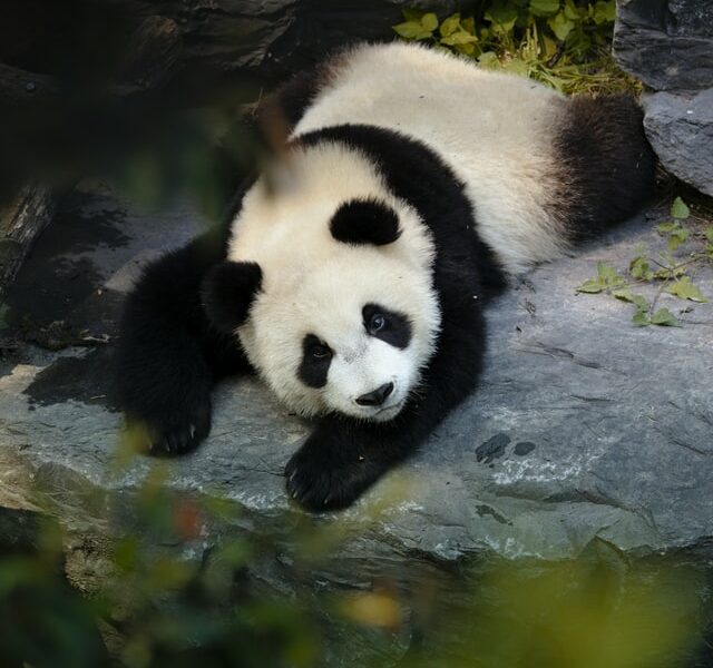 Pandas Tutorial: Mengenal Pandas - pesonainformatika.com