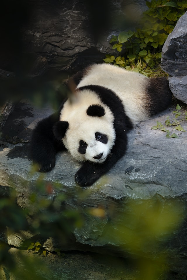 Pandas Tutorial: Mengenal Pandas - pesonainformatika.com
